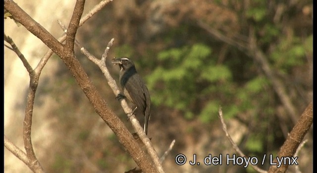 Saltator du Mexique - ML201387501