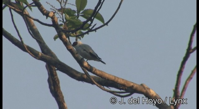 Masked Tityra - ML201387531