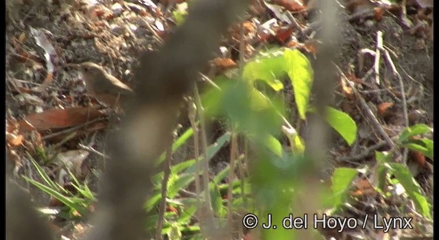 Southern House Wren - ML201387541