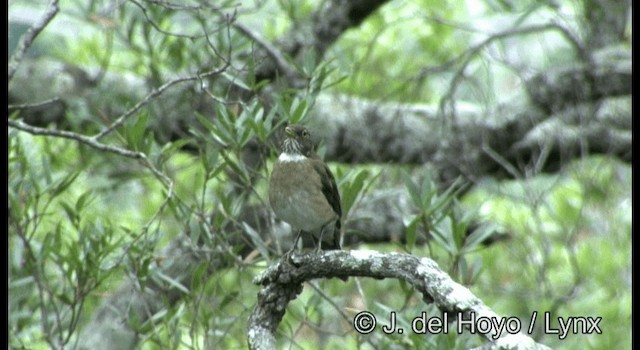 White-throated Thrush (White-throated) - ML201387551