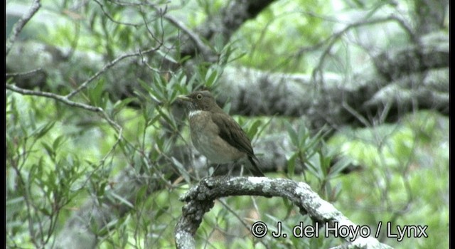 White-throated Thrush (White-throated) - ML201387561