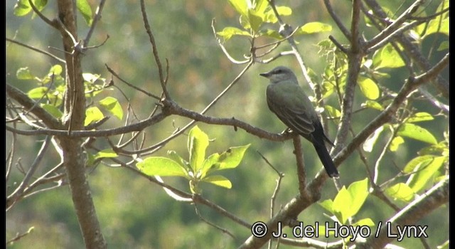 Western Kingbird - ML201387571