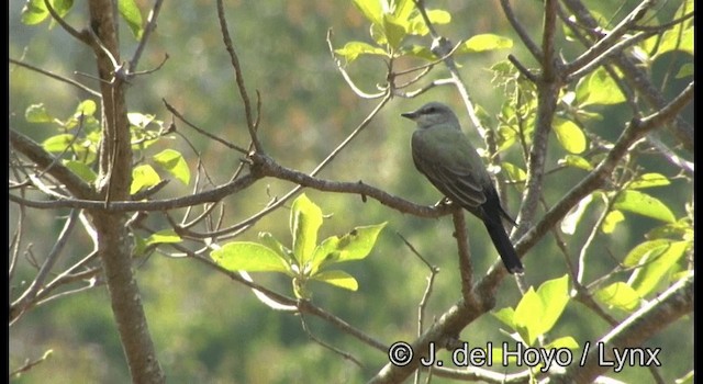 Schmalschnabel-Königstyrann - ML201387571