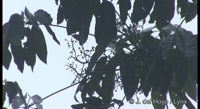 Ochre-bellied Flycatcher - ML201387971