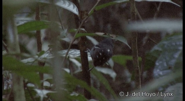 Plain-throated Antwren - ML201387991