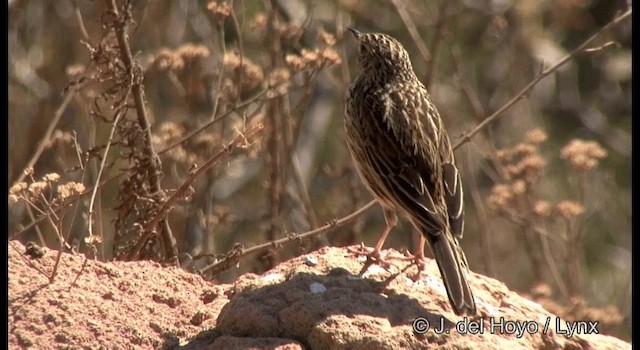 Hellmayr's Pipit - ML201388041