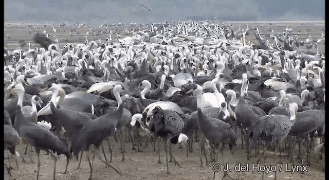 Hooded Crane - ML201388171