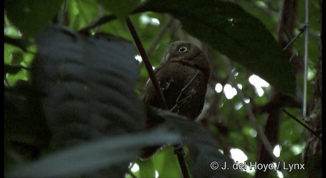 Petit-duc des Andaman - ML201388211