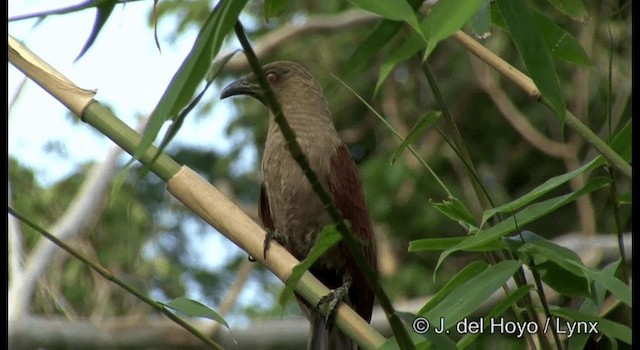 Andaman Coucal - ML201388231