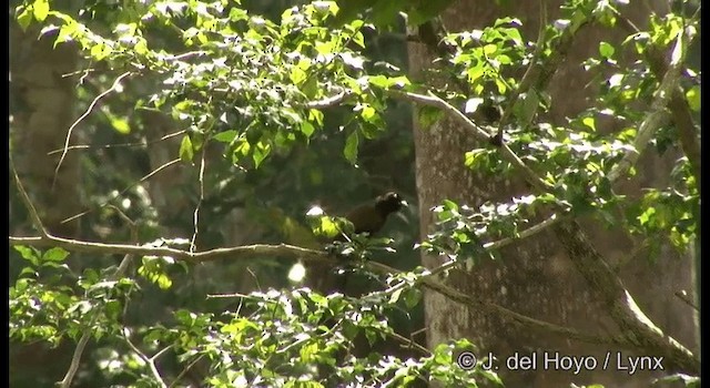 Andaman Treepie - ML201388241