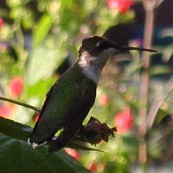Ruby-throated Hummingbird - ML20138831