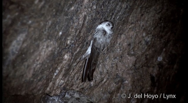 Indian Swiftlet - ML201388331