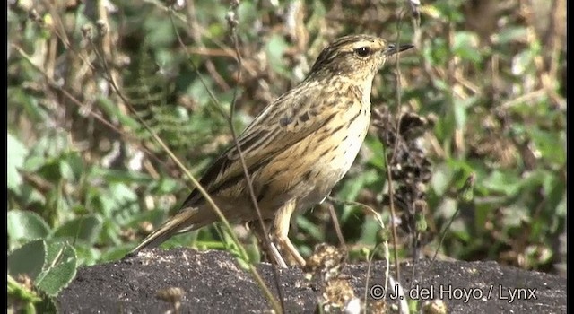 Nilgiri Pipit - ML201388341