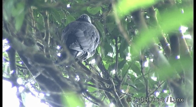 Nilgiri Wood-Pigeon - ML201388351