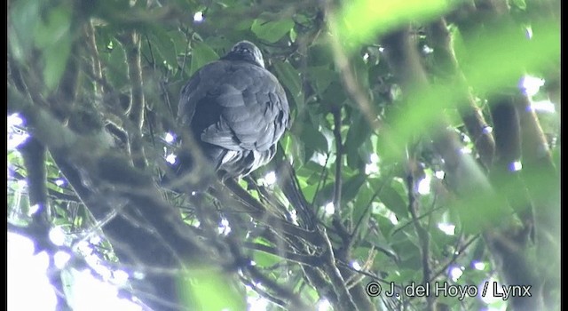 Pigeon d'Elphinstone - ML201388351