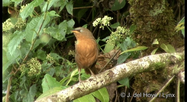 Rufous Babbler - ML201388361