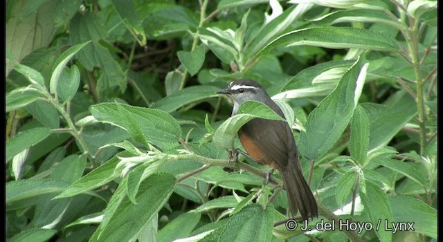 Garrulaxe de Fairbank - ML201388371