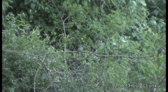 Yellow-throated Bulbul - ML201388411