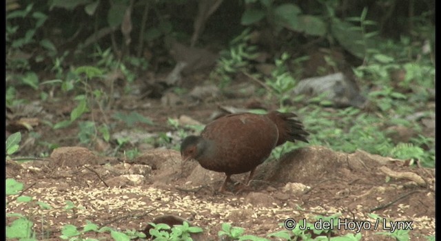 アカケズメシャコ - ML201388431