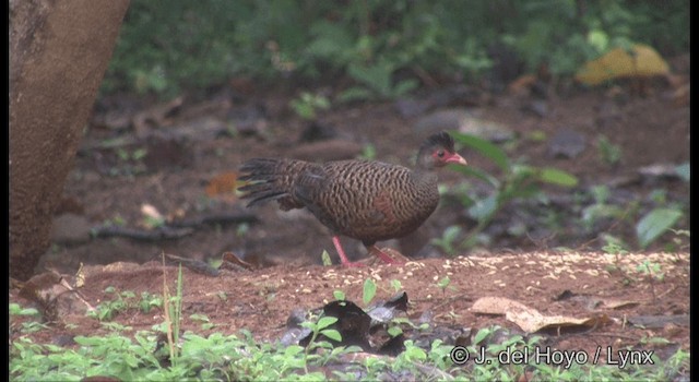 アカケズメシャコ - ML201388441