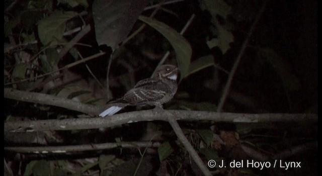 Jerdon's Nightjar - ML201388451