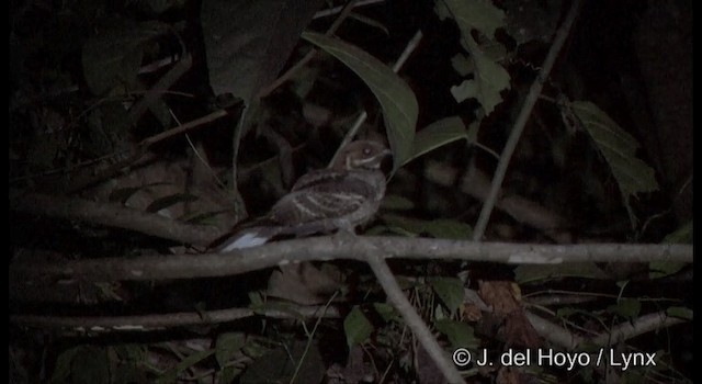 Jerdon's Nightjar - ML201388461