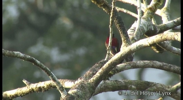 Crimson-backed Sunbird - ML201388471