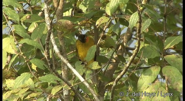 Flame-throated Bulbul - ML201388481