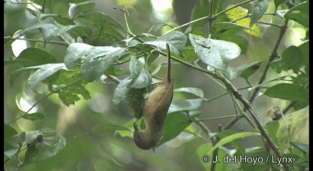 Brown-cheeked Fulvetta - ML201388491