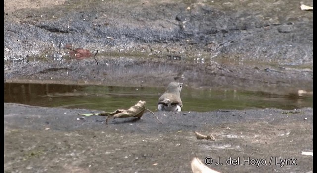 White-bellied Blue Flycatcher - ML201388501