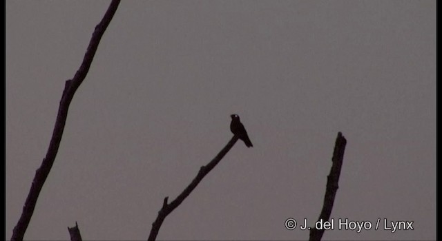 Jungle Nightjar - ML201388511