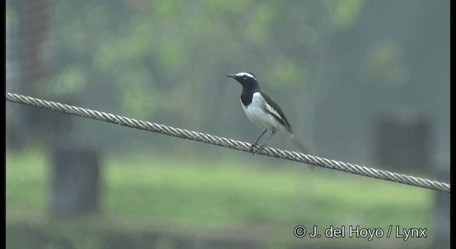 White-browed Wagtail - ML201388551