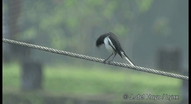 White-browed Wagtail - ML201388561