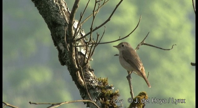 Rusty-tailed Flycatcher - ML201388601