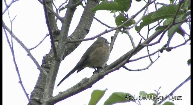 Gray Silky-flycatcher - ML201388741