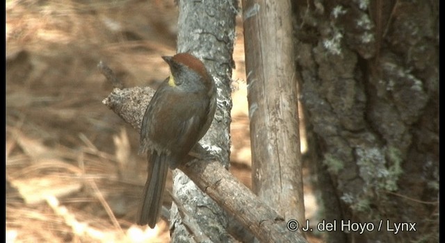 brunkronekjerrspurv - ML201388761