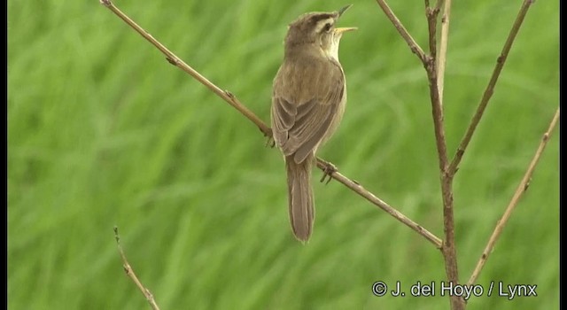 Black-browed Reed Warbler - ML201388821