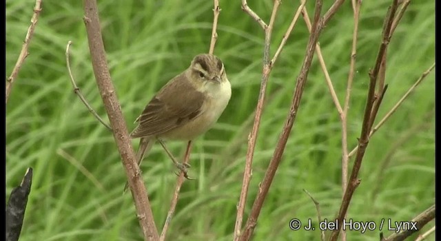 Black-browed Reed Warbler - ML201388831