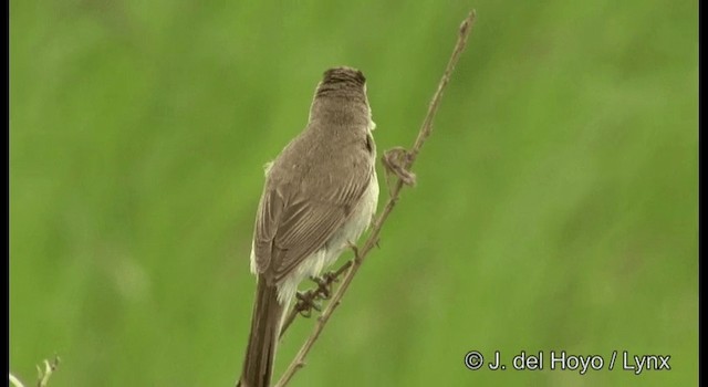 Carricerín Cejinegro - ML201388841