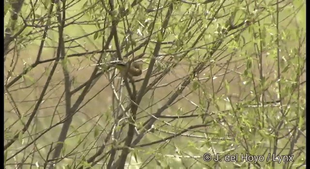 Oriental Greenfinch - ML201388871