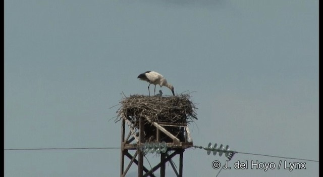 Oriental Stork - ML201388881