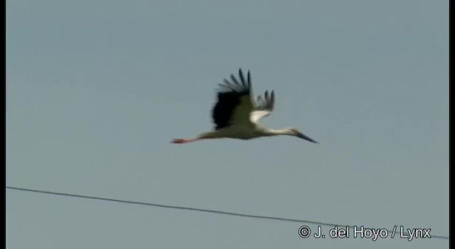 Schwarzschnabelstorch - ML201388891