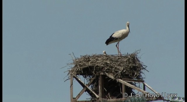 Schwarzschnabelstorch - ML201388901