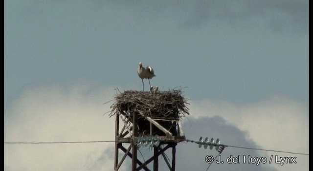 Oriental Stork - ML201388921