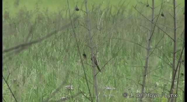 Brown Shrike (Brown) - ML201388991