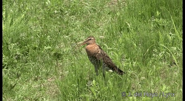 Black-tailed Godwit (melanuroides) - ML201389061