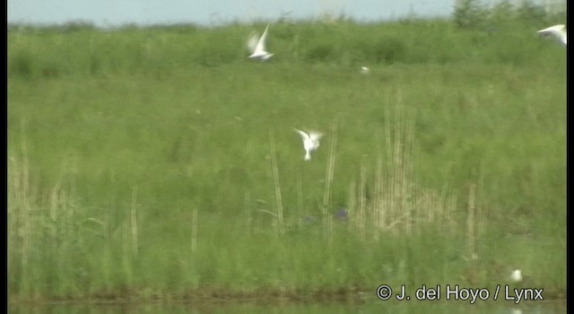 Крячок річковий (підвид longipennis) - ML201389101