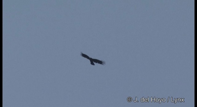 Black Eagle - ML201389141