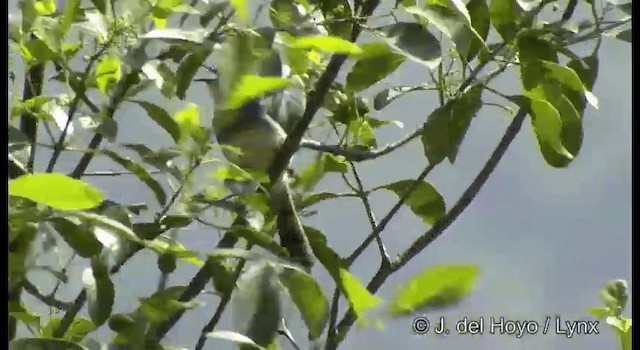 Gray-breasted Prinia - ML201389161