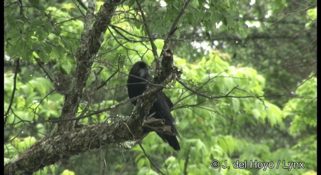 巨嘴鴉(macrorhynchos群) - ML201389221